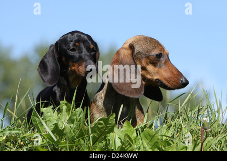 Hund Dackel / Dackel / Teckel Kurzhaar zwei Erwachsene verschiedenen Farben (schwarz und braun, rot) Stockfoto