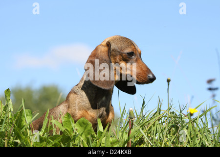 Hund Dackel / Dackel / Teckel Kurzhaar Erwachsener (rot) sitzt Profil Stockfoto