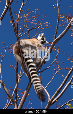 Madagaskar, Ambalavao, Reserve d'Anja, Ringtailed Lemur Lemur Catta sitzt im Baum, Beeren zu essen Stockfoto