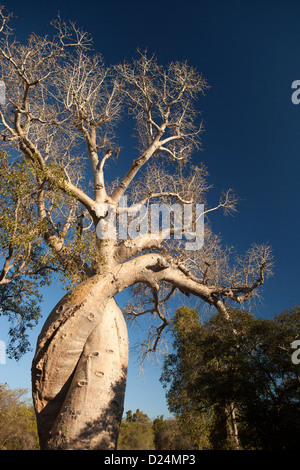 Madagaskar, Morondava, Liebhaber, Les Baobabs Amoureux, umschlungen Baobab-Bäume Stockfoto