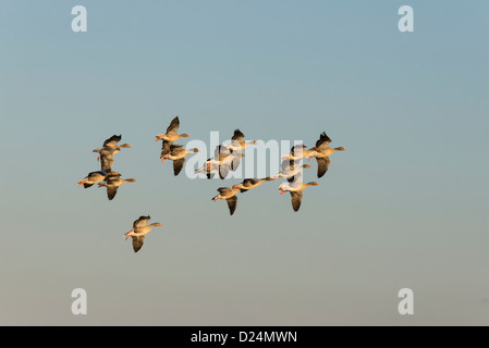 Graugänse Anser Anser, kleine Gruppe im Flug, Norfolk, England, Dezember Stockfoto