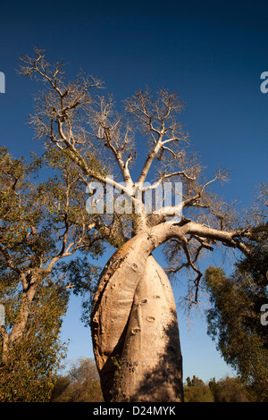 Madagaskar, Morondava, Liebhaber, Les Baobabs Amoureux, umschlungen Baobab-Bäume Stockfoto