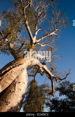 Madagaskar, Morondava, Liebhaber, Les Baobabs Amoureux, umschlungen Baobab-Bäume Stockfoto