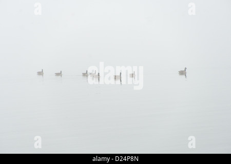 Enten am Potomac verschwinden im Nebel an einem kalten Wintertag in Washington DC. Stockfoto