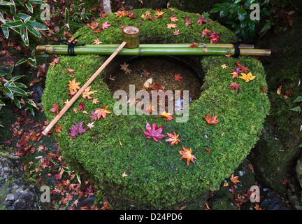 Ein moosbedecktes Tsukubai oder Wasserbecken zum rituellen Waschen oder Reinigen in den Gärten des Zen-buddhistischen Tempels von Koto-in, gesehen im Herbst Stockfoto