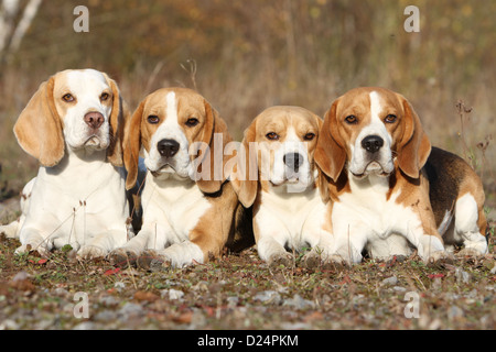 Hund Beagle vier Erwachsene in einem Wald liegen Stockfoto