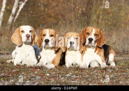 Hund Beagle vier Erwachsene in einem Wald liegen Stockfoto