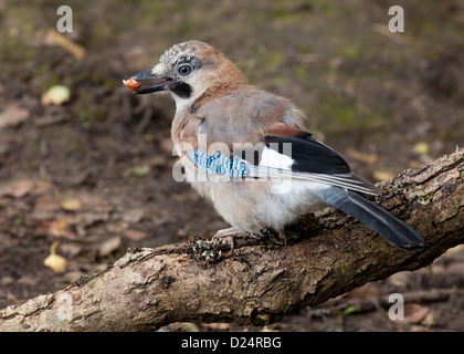 Eine junge Eichelhäher (Garrulus Glandarius) Stockfoto