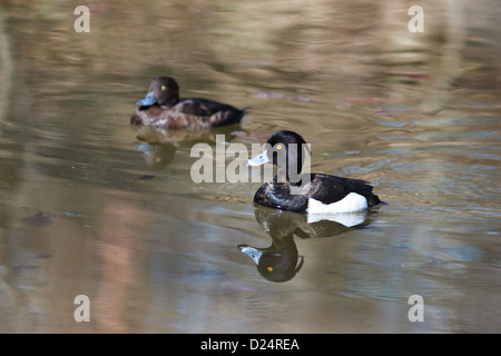 Aythya Fuligula, Reiherenten. Wildvögel in einen natürlichen Lebensraum. Timirjazevsky Park, Moskau. Russland. Stockfoto