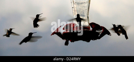 Rubin-throated Kolibri Feeder Vogel Ohio Stockfoto