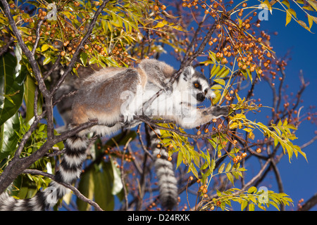 Madagaskar, Ambalavao, Reserve d'Anja, Ringtailed Lemuren ernähren sich von Beeren in Lilla Baum Stockfoto