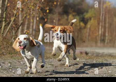 Hund Beagle 2 Erwachsene in einem Wald laufen Stockfoto