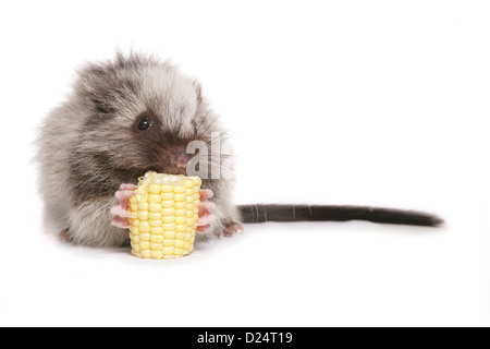 Nördlichen Luzon riesige Wolke Ratte (Phloeomys Pallidus) Juvenile, Fütterung auf Maiskolben Stockfoto