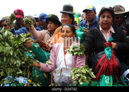 LA PAZ, Bolivien, 14. Januar. Kokabauern feiern Bolivien wieder 1961 UNO Single Convention on Narcotic Drugs. Bolivien formal zog sich aus der Konvention im Jahr 2011 und hatte bereits Kampagnen für Klauseln verbietet traditionelle Verwendungen des Kokablatts entfernt werden. 11. Januar 2013 hatte Frist nur 15 Länder (weniger als die 62 erforderlich, um den Vorschlag zu blockieren) Einspruch gegen Bolivien Wiedereingliederung in das Übereinkommen mit speziellen Dispensationen registriert. Wieder kommen ab 10. Februar 2013 in Kraft. Stockfoto