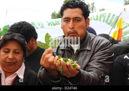 LA PAZ, Bolivien, 14. Januar. Eine Person hält Coca-Blätter bei einer Veranstaltung zu Bolivien feiern wieder 1961 UNO Single Convention on Narcotic Drugs. Bolivien formal zog sich aus der Konvention im Jahr 2011 und hatte bereits Kampagnen für Klauseln verbietet traditionelle Verwendungen des Kokablatts entfernt werden. 11. Januar 2013 hatte Frist nur 15 Länder (weniger als die 62 erforderlich, um den Vorschlag zu blockieren) Einspruch gegen Bolivien Wiedereingliederung in das Übereinkommen mit speziellen Dispensationen registriert. Wieder kommen ab 10. Februar 2013 in Kraft. Stockfoto