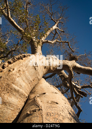 Madagaskar, Morondava, Graffiti, geschnitzt in die Liebenden umschlungen Baobab-Bäume Stockfoto