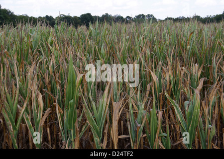 Mais Ernte Schaden Dürre beschädigt Ohio Stockfoto