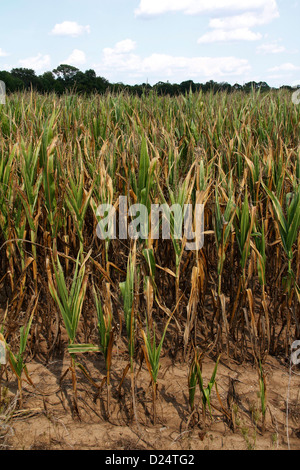 Mais Ernte Schaden Dürre beschädigt Ohio Stockfoto