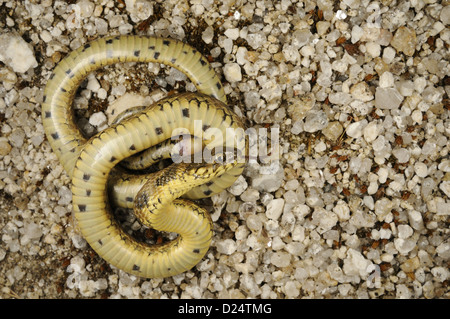 Viperine Schlange (Natrix Maura) Erwachsenen, "spielen tot" im defensiven Verhalten, Spanien, Juni Stockfoto