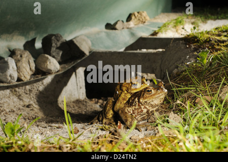 Gemeinsamen Kröte Bufo Bufo Erwachsenen paar in Amplexus nach Kreuzung Straße in unterirdischen Tunnel handeln Tierwelt Korridor während verwendet Stockfoto