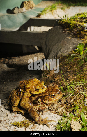 Gemeinsamen Kröte Bufo Bufo Erwachsenen paar in Amplexus nach Kreuzung Straße in unterirdischen Tunnel handeln Tierwelt Korridor während verwendet Stockfoto