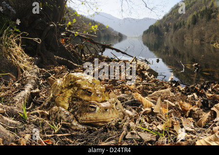 Gemeinsamen Kröte (Bufo Bufo) Erwachsenen paar, marschieren in Amplexus, in der Nähe von Seeufer in Lebensraum, Italienische Alpen, Italien, Stockfoto