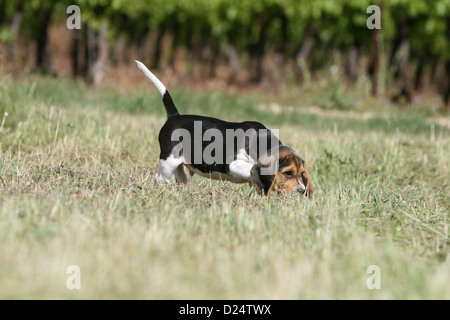 Hund Beagle Welpen riechen auf einer Wiese Stockfoto