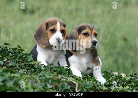 Hund Beagle 2 Welpen sitzen auf den Efeu Stockfoto