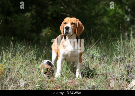 Hund Beagle Erwachsene und Welpen stehen auf einer Wiese Stockfoto