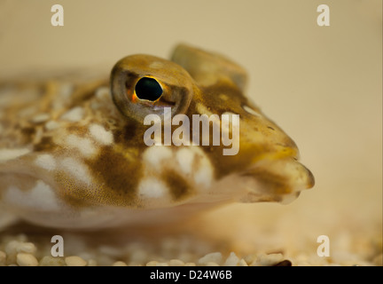 Gemeinsamen Leierfischen (Callionymus Lyra) Erwachsene, Nahaufnahme des Kopfes, The Wash, Lincolnshire, England, März Stockfoto