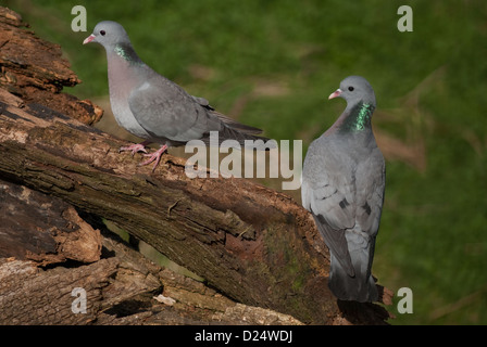 Paar von Erwachsenen Stockdoves thront auf Baumstumpf Stockfoto