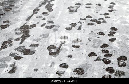 Spuren im nassen Neuschnee auf städtischen Asphaltstraße Stockfoto