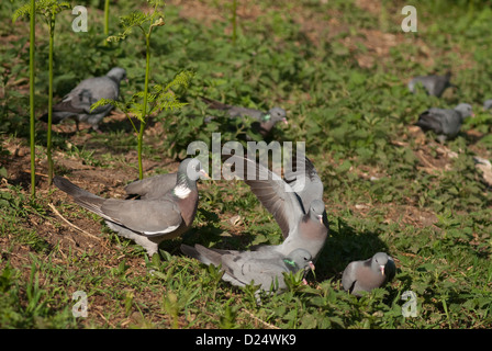 Zeigt Aggression gegen Hohltauben Woodpigeon Stockfoto