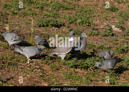 Zeigt Aggression gegen Hohltauben Woodpigeon Stockfoto