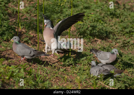 Zeigt Aggression gegen Hohltauben Woodpigeon Stockfoto