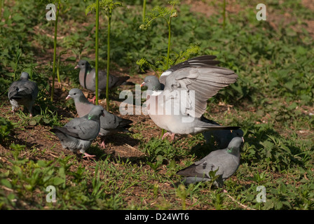 Zeigt Aggression gegen Hohltauben Woodpigeon Stockfoto