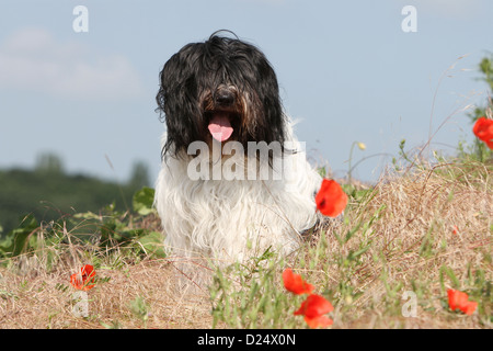 Schapendoes Hund / Holländischen Schäferhund Erwachsenen sitzen auf einer Wiese Stockfoto