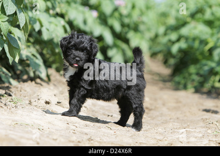 Schapendoes Hund / Holländischen Schäferhund Welpen stehen in einem Feld Stockfoto