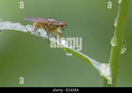 Gelbe Dungfly Scathophaga Stercoraria Erwachsenen ruht auf Rasen Blatt mit Regentropfen Fluss Whiteadder Berwickshire schottischen Stockfoto
