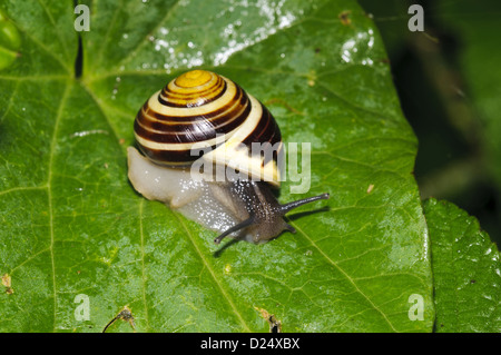 Weißlippen-Banded Schnecke (Bänderschnecken Hortensis) Erwachsenen, kriechen auf nassen Blatt, Wicken Fen, Cambridgeshire, England, Juli Stockfoto