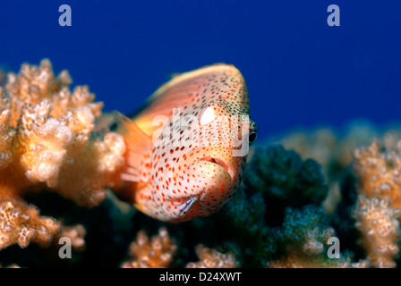 Sommersprossiges Hawkfish Paracirrhites Forsteri auf einer Acropora Koralle Acropora sp. Stockfoto