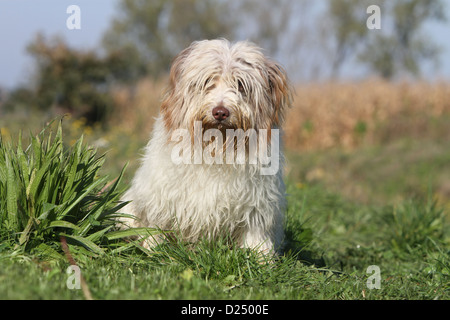 Schapendoes Hund / Holländischen Schäferhund Erwachsenen sitzen auf einer Wiese Stockfoto