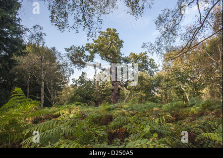 Gemeinsamen Eiche Quercus Robur alten "Hirsch-köpfigen" Bäume mit hohlen Stämmen Ästen wächst in Laub-Wald Lebensraum Sherwood Stockfoto