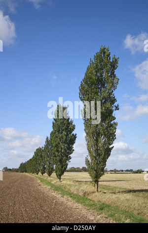 Lombardei-Pappel Populus Nigra 'Italica' Gewohnheit immer in Reihe zwischen Feldern auf landwirtschaftlichen Ackerflächen Bacton Suffolk England September Stockfoto