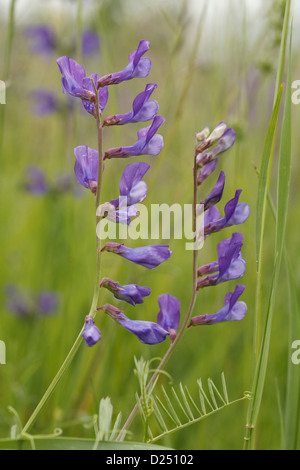 Fein-leaved Wicke (Vicia Tenuifolia) Blüte, Causse méjean, Massif Central, Lozere, Frankreich, Juni Stockfoto