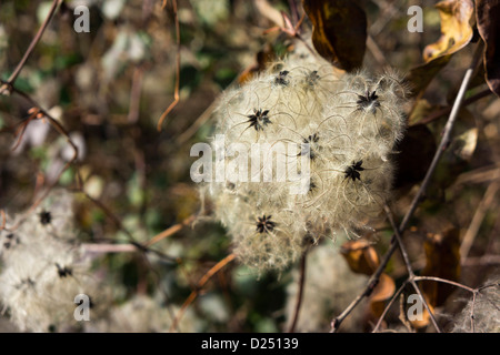 Alten Mannes Bart (Clematis Vitalba) Samen bei Sonnenschein Stockfoto