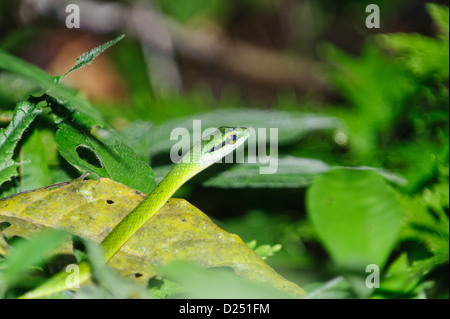 Green Parrot Snake, (Leptophis Ahaetulla), Costa Rica Stockfoto