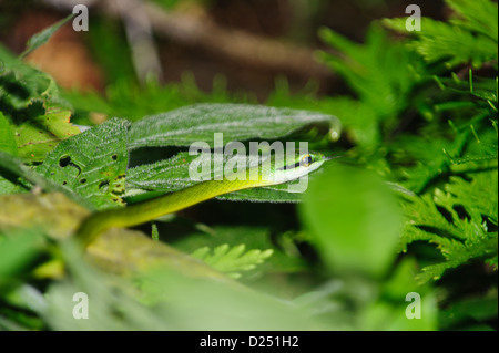 Green Parrot Snake, Leptophis Ahaetulla, Costa Rica Stockfoto