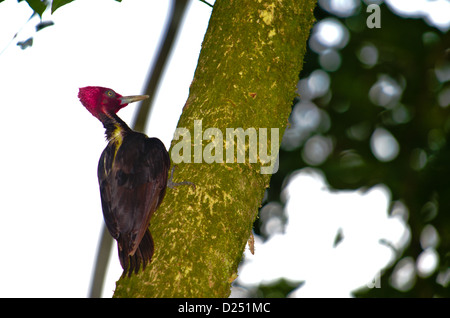 Männliche blass-billed Woodpecker (Campephilus Guatemalensis). Costa Rica. Stockfoto