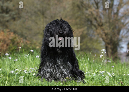 Schapendoes Hund / Holländischen Schäferhund Erwachsenen sitzen auf einer Wiese Stockfoto